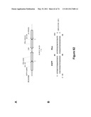 DOUBLE-STRANDED NUCLEIC ACID diagram and image