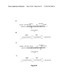 DOUBLE-STRANDED NUCLEIC ACID diagram and image