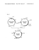 CORYNEFORM BACTERIUM TRANSFORMANT HAVING IMPROVED D-XYLOSE-UTILIZING ABILITY diagram and image