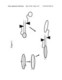 Engineered Nucleases and Their Uses for Nucleic Acid Assembly diagram and image