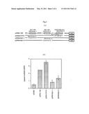 DR5 gene promoter and SIAH-1 gene promoter diagram and image