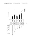 DR5 gene promoter and SIAH-1 gene promoter diagram and image