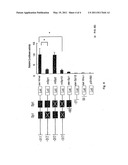 DR5 gene promoter and SIAH-1 gene promoter diagram and image