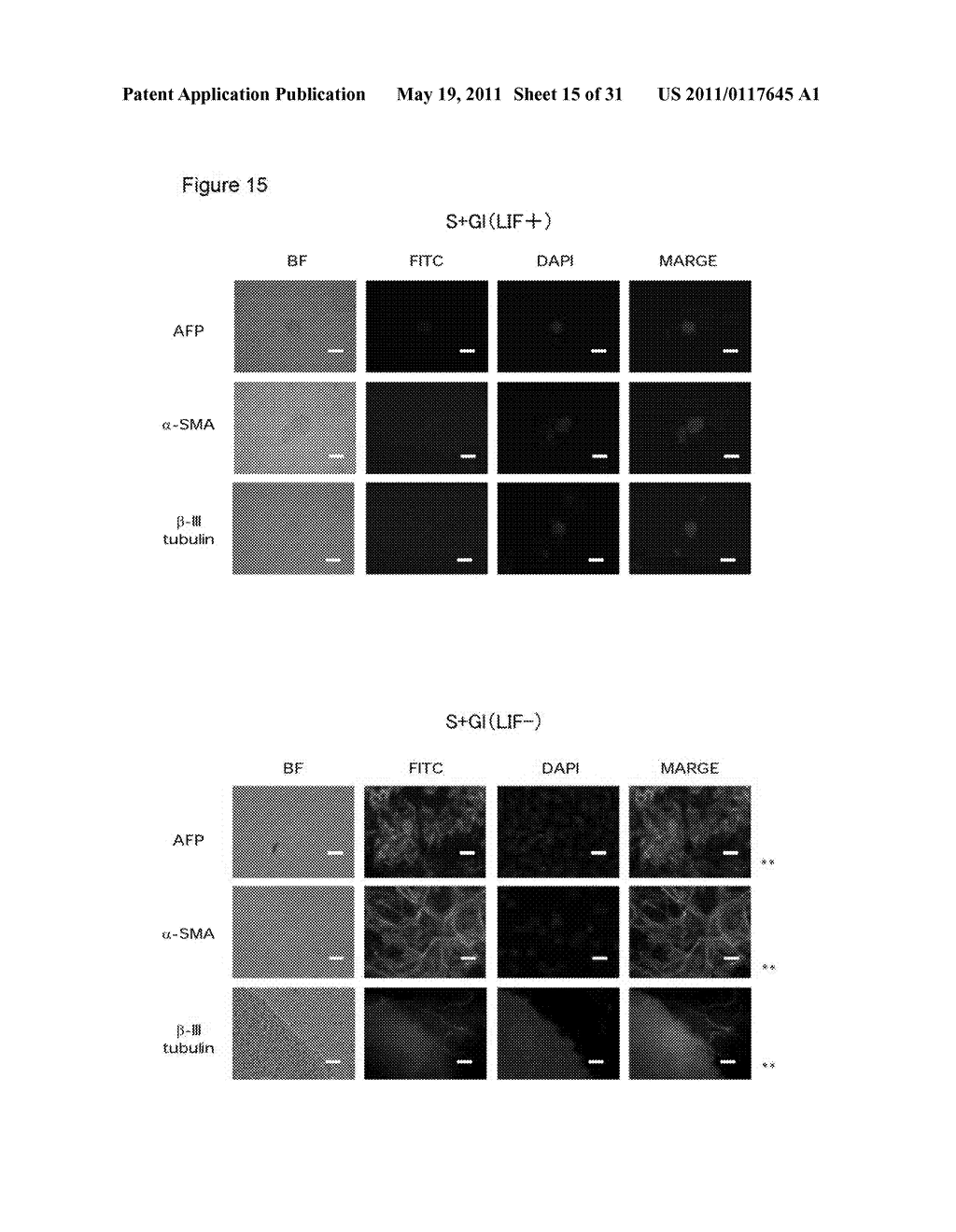 METHOD FOR PROLIFERATION OF PLURIPOTENT STEM CELLS - diagram, schematic, and image 16