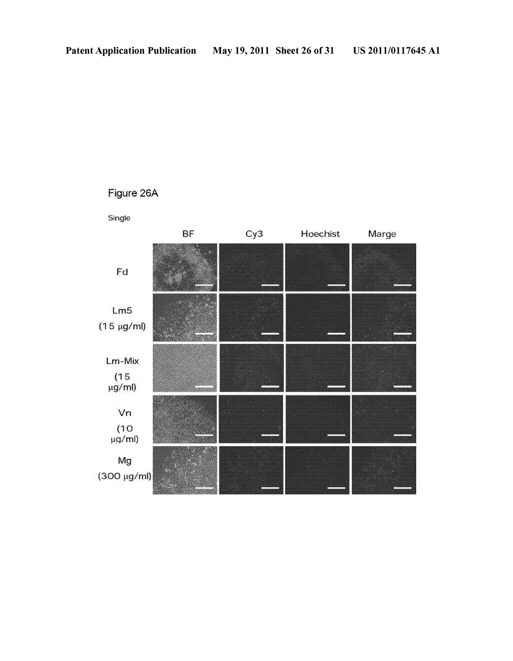 METHOD FOR PROLIFERATION OF PLURIPOTENT STEM CELLS - diagram, schematic, and image 27