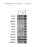 METHOD FOR PRODUCTION OF PLURIPOTENT STEM CELL diagram and image