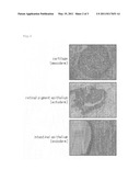 METHOD FOR PRODUCTION OF PLURIPOTENT STEM CELL diagram and image