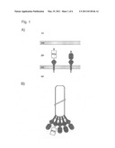 Phage Display Using Cotranslational Translocation of Fusion Polypeptides diagram and image