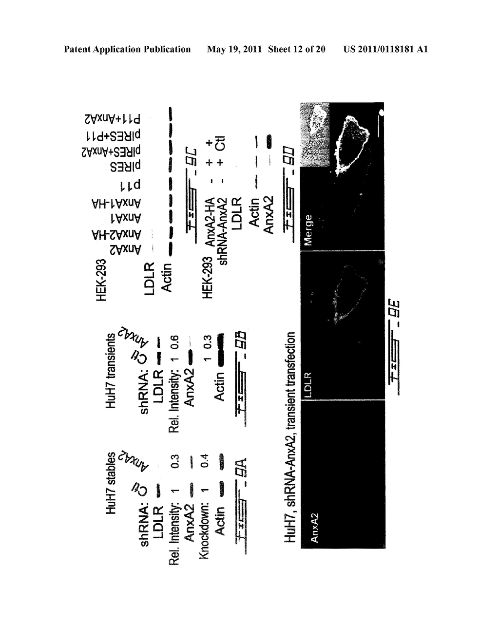 PCSK9 INHIBITORS AND METHODS OF USE THEREOF - diagram, schematic, and image 13