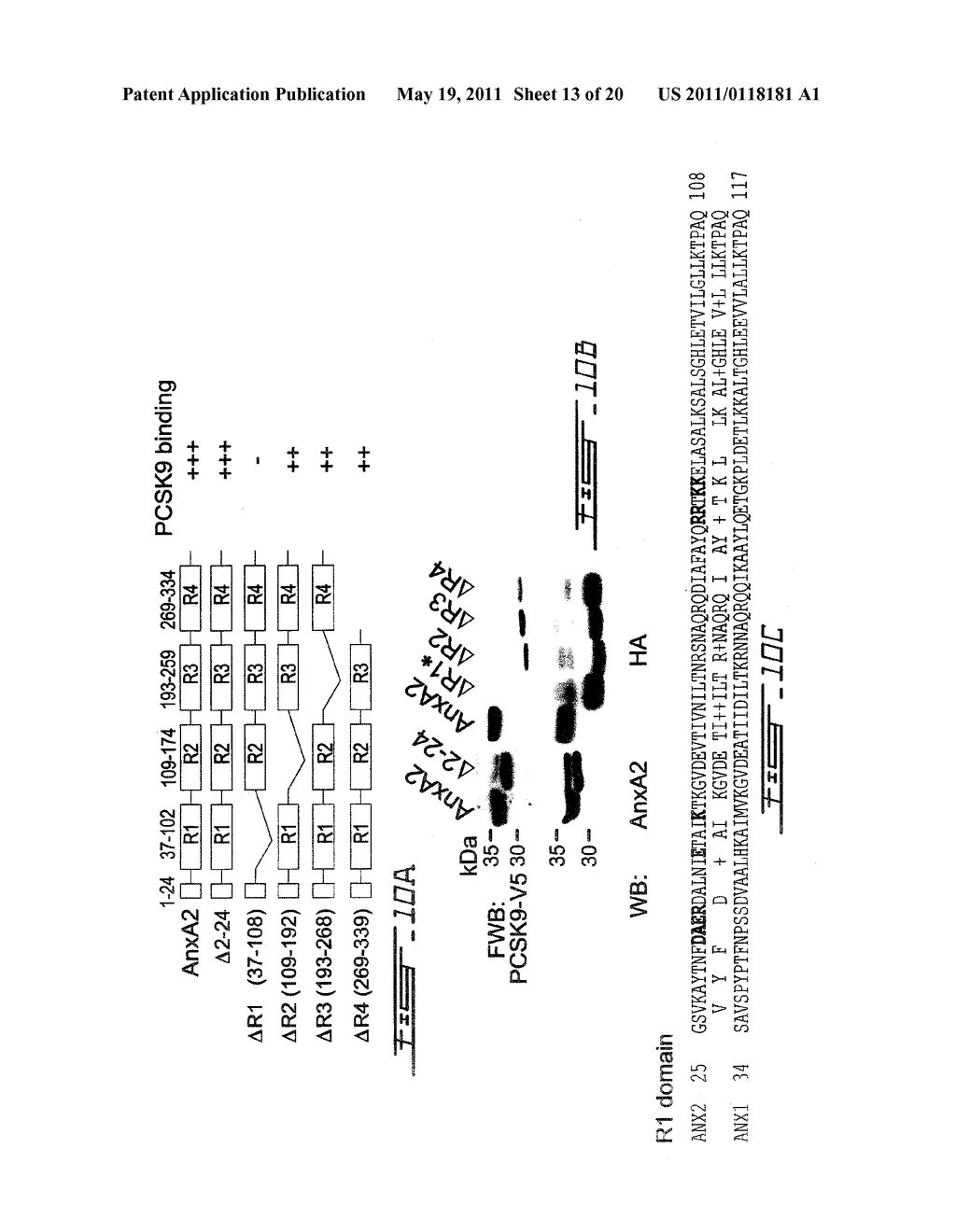 PCSK9 INHIBITORS AND METHODS OF USE THEREOF - diagram, schematic, and image 14