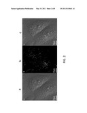 Synthesis of Highly Fluorescent Peptide-Metallic Nanoclusters as Bio-probes diagram and image