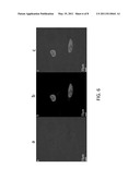 Synthesis of Highly Fluorescent Peptide-Metallic Nanoclusters as Bio-probes diagram and image