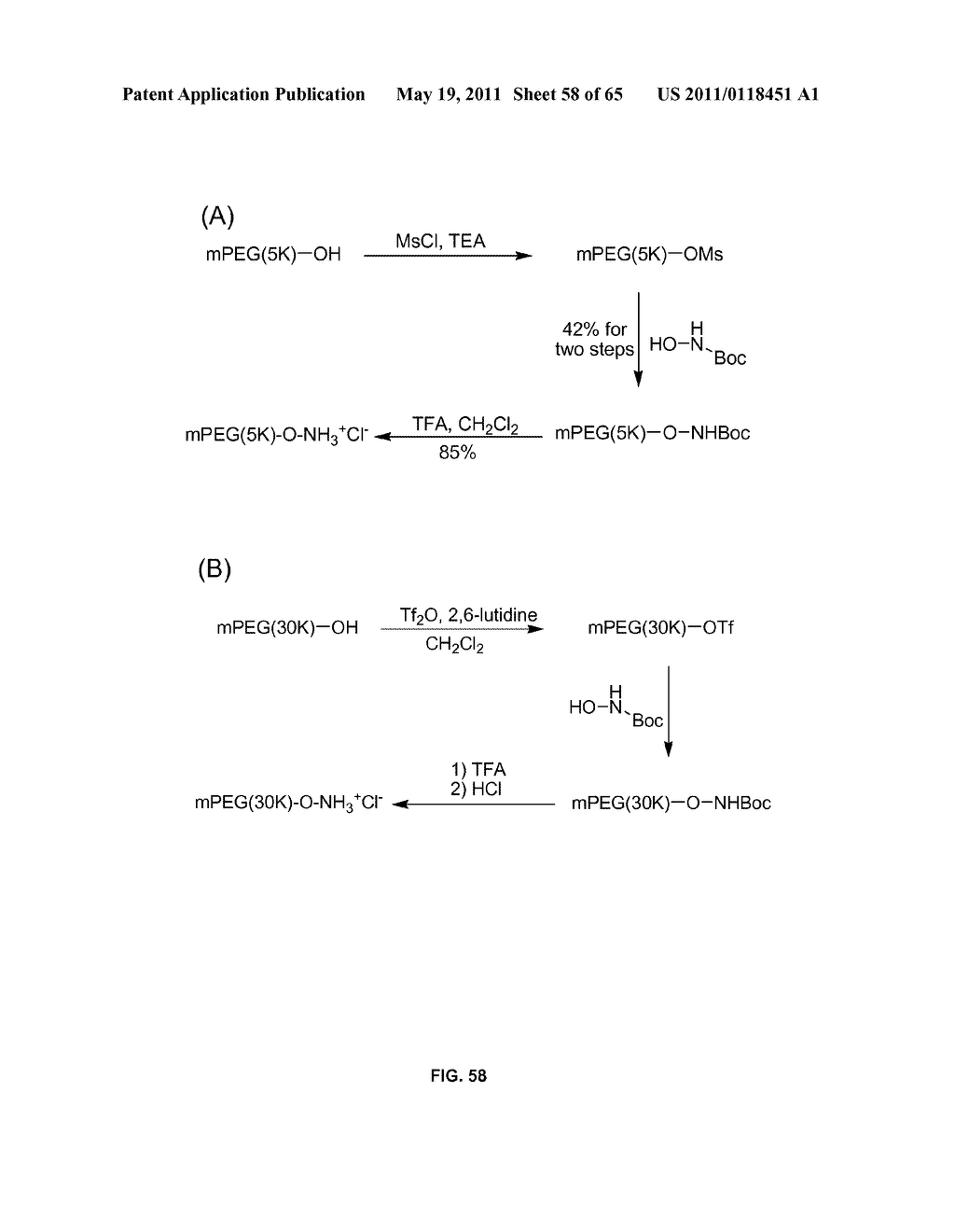 COMPOSITIONS CONTAINING, METHODS INVOLVING, AND USES OF NON-NATURAL AMINO ACIDS AND POLYPEPTIDES - diagram, schematic, and image 59
