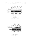 Methods and Nutritional Formulations to Increase the Efficacy and Reduce the Side Effects of Cancer Treatment diagram and image