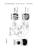 SCREENING FOR NON-GENOTOXIC CARCINOGENS diagram and image