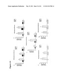 SCREENING FOR NON-GENOTOXIC CARCINOGENS diagram and image