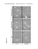 SCREENING FOR NON-GENOTOXIC CARCINOGENS diagram and image