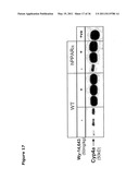 SCREENING FOR NON-GENOTOXIC CARCINOGENS diagram and image