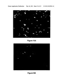 Anti-Biofouling Materials and Methods of Making Same diagram and image