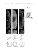 MULTIPLE-PHOTON EXCITATION LIGHT SHEET ILLUMINATION MICROSCOPE diagram and image