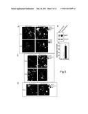 CELLULAR DIFFERENTIATION PROMOTION diagram and image