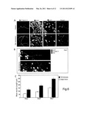 CELLULAR DIFFERENTIATION PROMOTION diagram and image