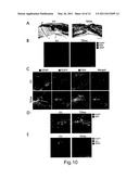 CELLULAR DIFFERENTIATION PROMOTION diagram and image