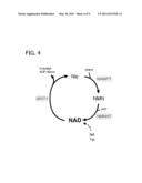 Methods of Affecting Biological Function Through Circadian Clock Feedback Cycle by NAMPT-Mediated NAD+ Biosynthesis diagram and image