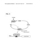 Methods of Affecting Biological Function Through Circadian Clock Feedback Cycle by NAMPT-Mediated NAD+ Biosynthesis diagram and image