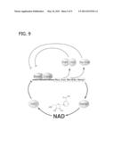 Methods of Affecting Biological Function Through Circadian Clock Feedback Cycle by NAMPT-Mediated NAD+ Biosynthesis diagram and image