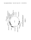 ANTI-ANGIOGENIC THERAPY diagram and image