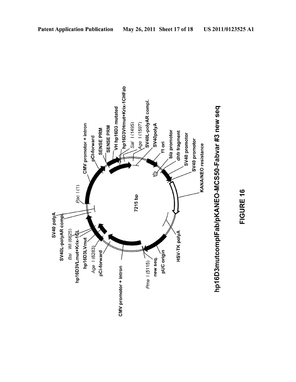 ANTI-ANGIOGENIC THERAPY - diagram, schematic, and image 18