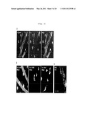 COMPOSITION COMPRISING EXPRESSION OR ACTIVITY INHIBITORS OF NINJURIN 1 FOR THE PREVENTION AND TREATMENT OF INFLAMMATORY DISEASE diagram and image