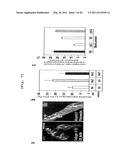 COMPOSITION COMPRISING EXPRESSION OR ACTIVITY INHIBITORS OF NINJURIN 1 FOR THE PREVENTION AND TREATMENT OF INFLAMMATORY DISEASE diagram and image