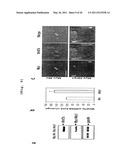 COMPOSITION COMPRISING EXPRESSION OR ACTIVITY INHIBITORS OF NINJURIN 1 FOR THE PREVENTION AND TREATMENT OF INFLAMMATORY DISEASE diagram and image