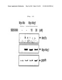 COMPOSITION COMPRISING EXPRESSION OR ACTIVITY INHIBITORS OF NINJURIN 1 FOR THE PREVENTION AND TREATMENT OF INFLAMMATORY DISEASE diagram and image