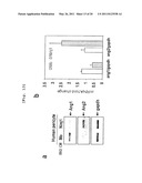 COMPOSITION COMPRISING EXPRESSION OR ACTIVITY INHIBITORS OF NINJURIN 1 FOR THE PREVENTION AND TREATMENT OF INFLAMMATORY DISEASE diagram and image