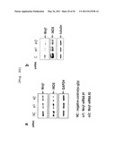 COMPOSITION COMPRISING EXPRESSION OR ACTIVITY INHIBITORS OF NINJURIN 1 FOR THE PREVENTION AND TREATMENT OF INFLAMMATORY DISEASE diagram and image