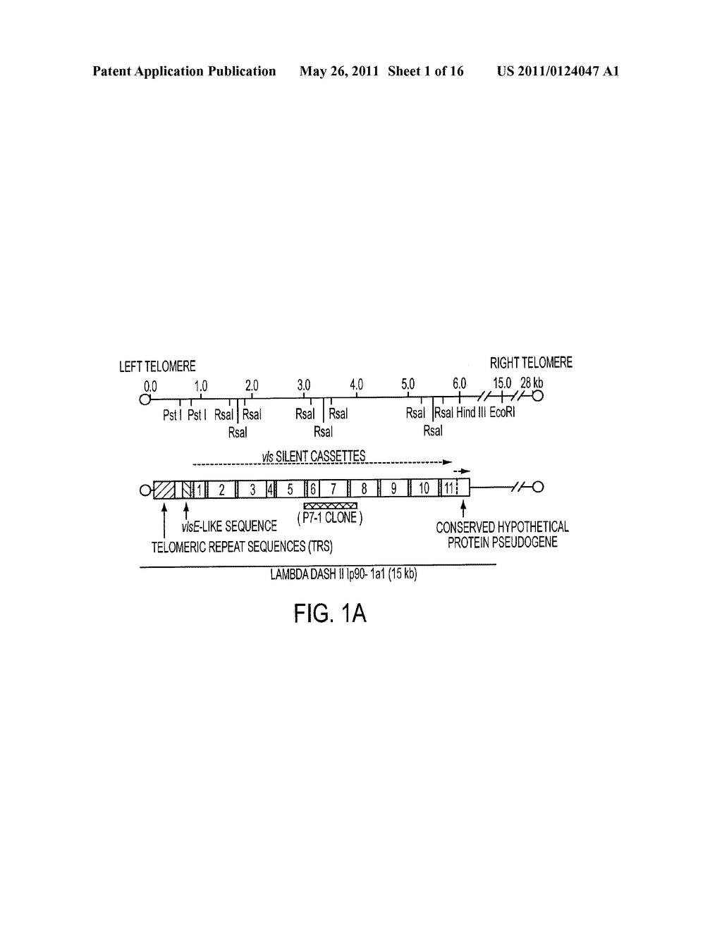 VMP-LIKE SEQUENCES OF PATHOGENIC BORRELIA SPECIES AND STRAINS - diagram, schematic, and image 02