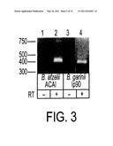 VMP-LIKE SEQUENCES OF PATHOGENIC BORRELIA SPECIES AND STRAINS diagram and image