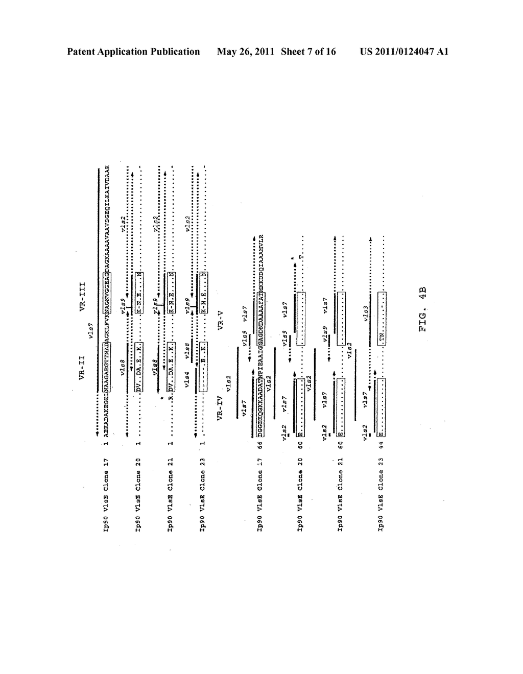 VMP-LIKE SEQUENCES OF PATHOGENIC BORRELIA SPECIES AND STRAINS - diagram, schematic, and image 08