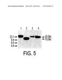 VMP-LIKE SEQUENCES OF PATHOGENIC BORRELIA SPECIES AND STRAINS diagram and image