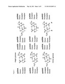 POLYMERASE INCORPORATION OF NON-STANDARD NUCLEOTIDES diagram and image