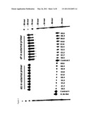 POLYMERASE INCORPORATION OF NON-STANDARD NUCLEOTIDES diagram and image