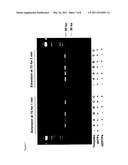 POLYMERASE INCORPORATION OF NON-STANDARD NUCLEOTIDES diagram and image