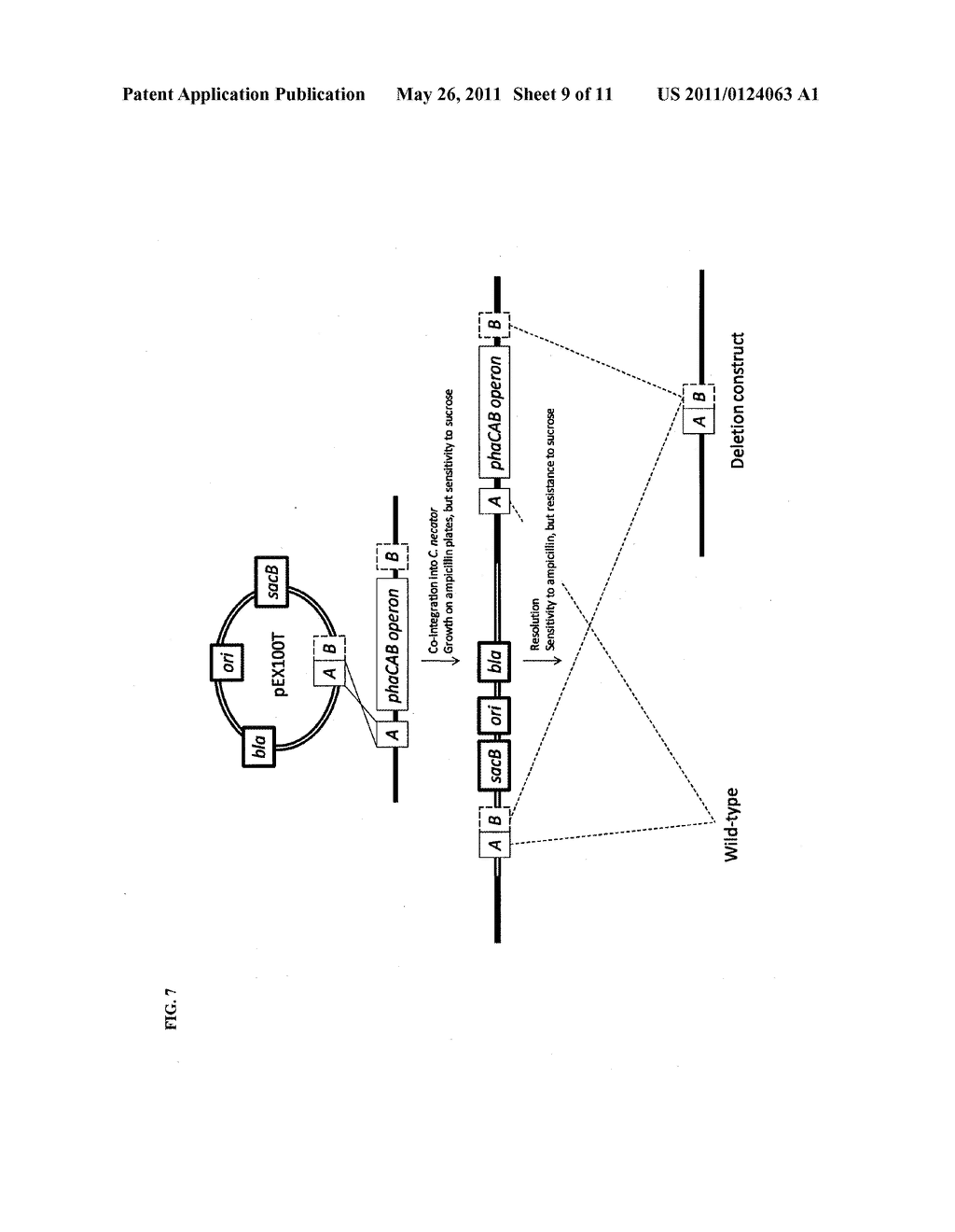 Methods, Systems, and Compositions for Microbial Bio-Production of Biomolecules Using Syngas Components, or Sugars, as Feedstocks - diagram, schematic, and image 10