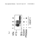 MUTANT GLYCOPROTEIN RESISTANT TO MODIFICATION WITH ASPARAGINE-LINKED SUGAR CHAIN diagram and image