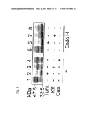 MUTANT GLYCOPROTEIN RESISTANT TO MODIFICATION WITH ASPARAGINE-LINKED SUGAR CHAIN diagram and image