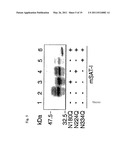 MUTANT GLYCOPROTEIN RESISTANT TO MODIFICATION WITH ASPARAGINE-LINKED SUGAR CHAIN diagram and image