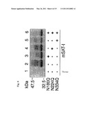 MUTANT GLYCOPROTEIN RESISTANT TO MODIFICATION WITH ASPARAGINE-LINKED SUGAR CHAIN diagram and image